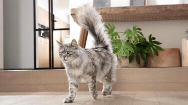 Purina ONE kat maine coon loopt