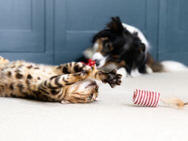 Tabby kitten spelen met speelgoed