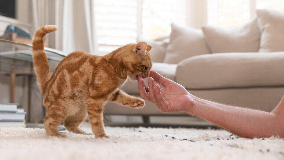 Rode kat speelt met de eigenaar Rode kat speelt met de eigenaar