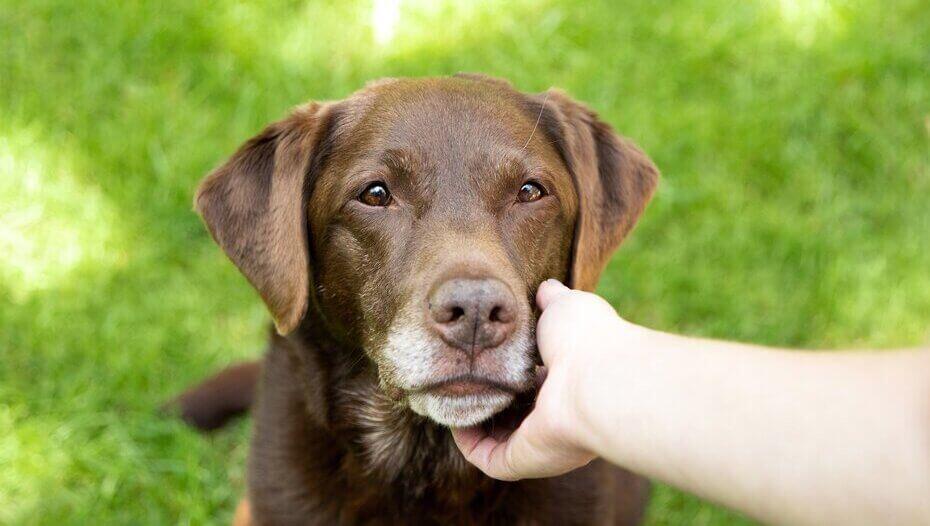 Hond die eigenaar bekijkt Hond die eigenaar bekijkt
