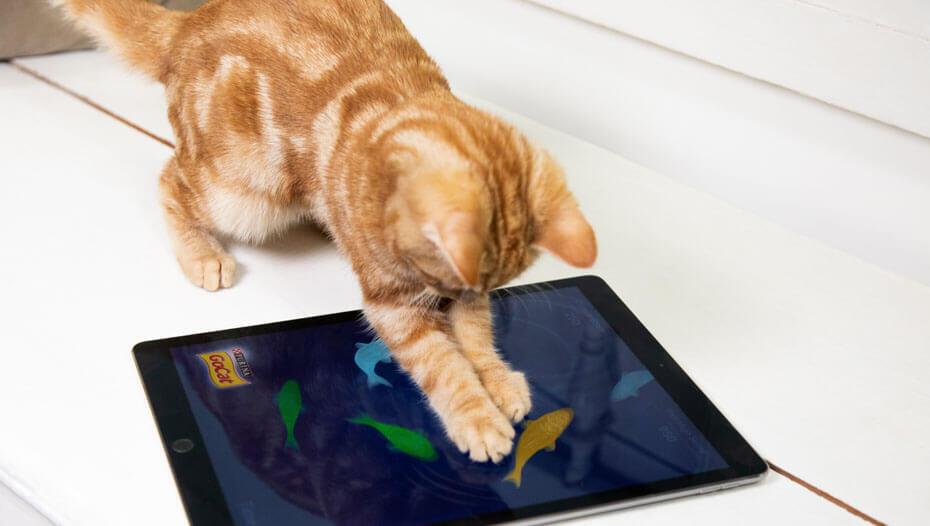 rode kat speelt met een ipad-spel rode kat speelt met een ipad-spel