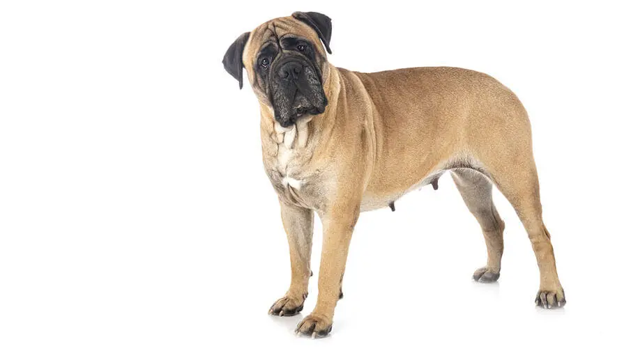 BREED%20Hero%20Desktop_0069_mastiff.webp?itok=rhBjs0Vz