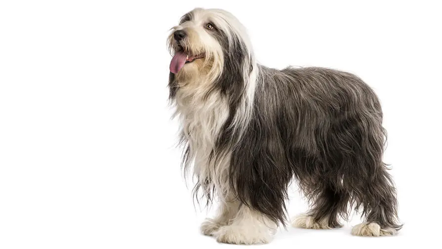 BREED%20Hero%20Desktop_0170_bearded_collie.webp?itok=CHs0S5S4